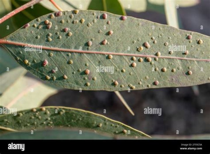 What are the white spots on eucalyptus leaves?