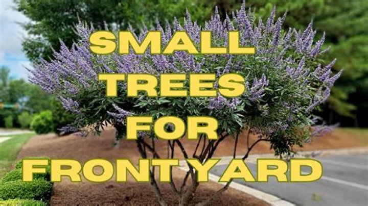 What are these little trees in my yard?