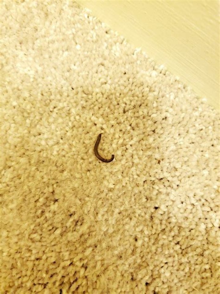 What are these little worms in my house?