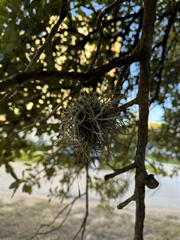 What are these things on my oak tree?