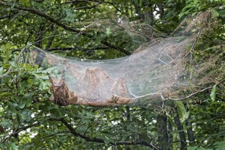 What are those cobweb nests in trees?