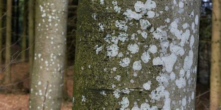 What are white spots on evergreen trees?