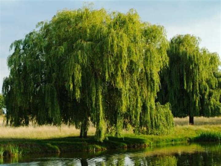 What are willow trees used for?
