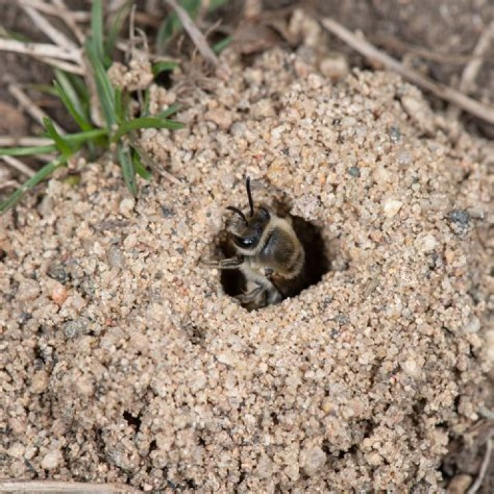 What bees make nests in the ground?