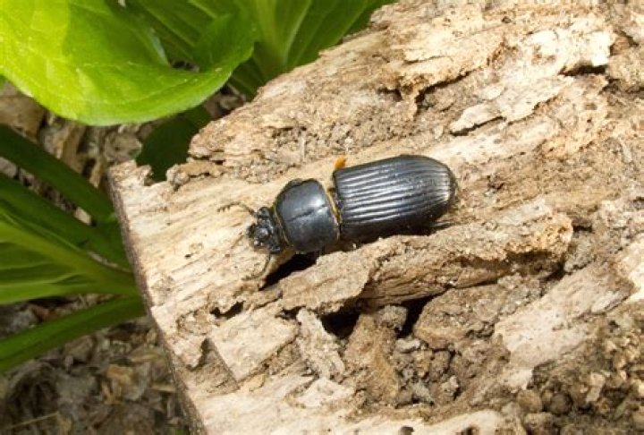 What beetle kills trees?
