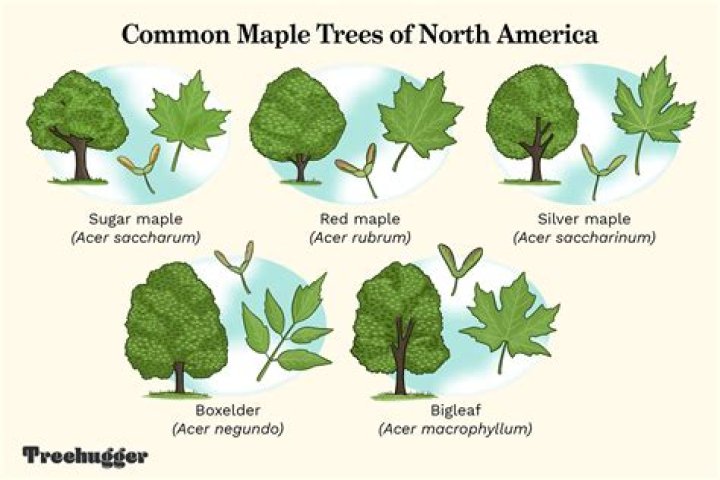 What bores holes in maple trees?