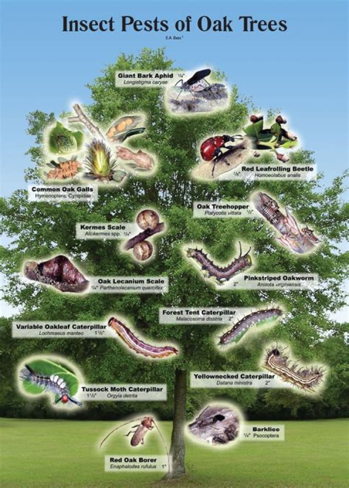 What bug attacks oak trees?