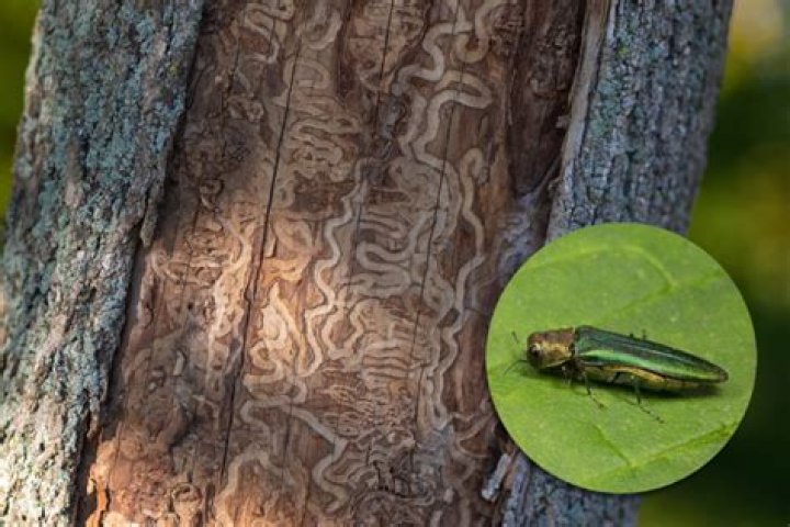 What bugs are killing ash trees?