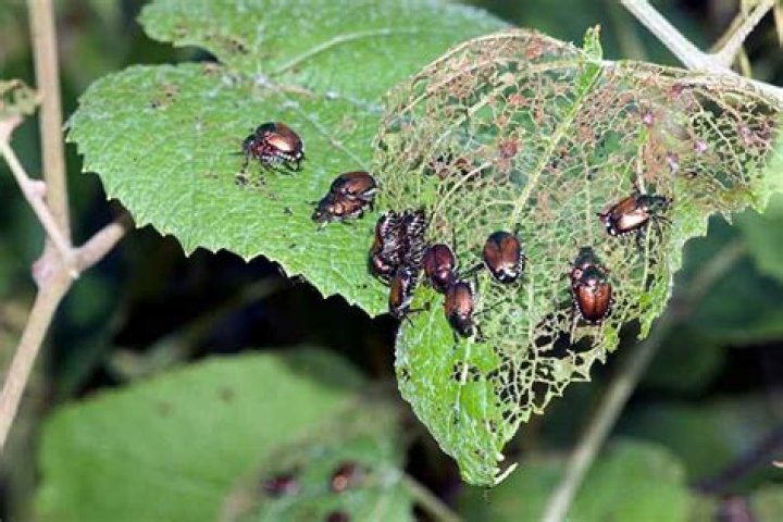 What bugs eat sycamore leaves?