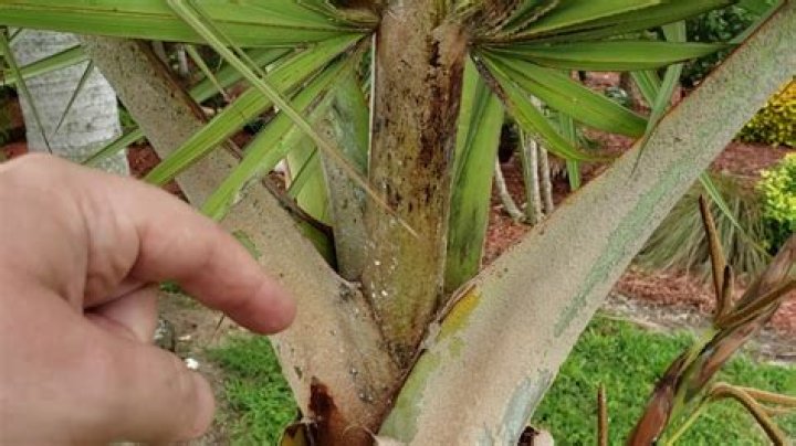 What bugs kill palms?