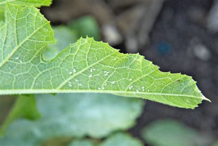 What bugs leave a sticky residue?