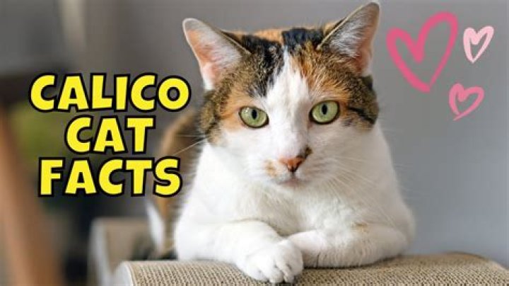 What can be made from calico?