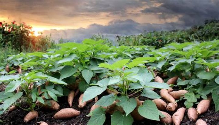 What can be planted near potatoes?
