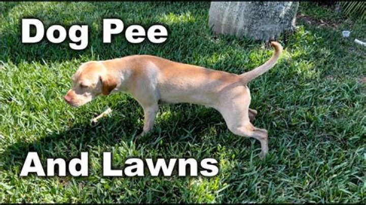 What can I do about dog urine on my lawn?