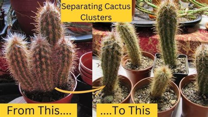 What can I do with an overgrown cactus?