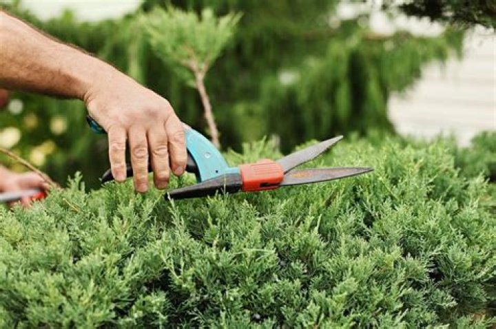 What can I do with overgrown junipers?