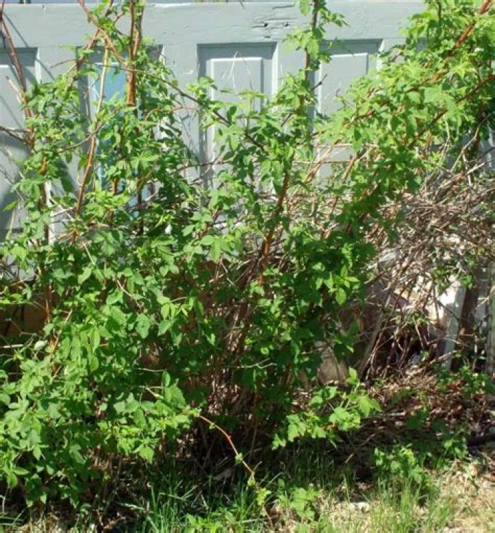What can I do with overgrown raspberry bushes?
