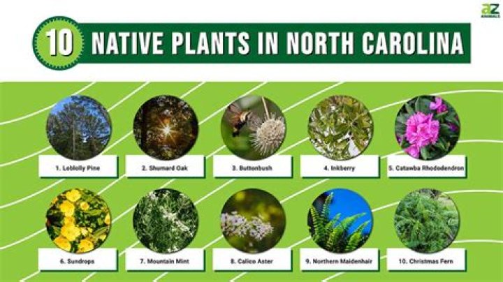 What can I plant right now in North Carolina?
