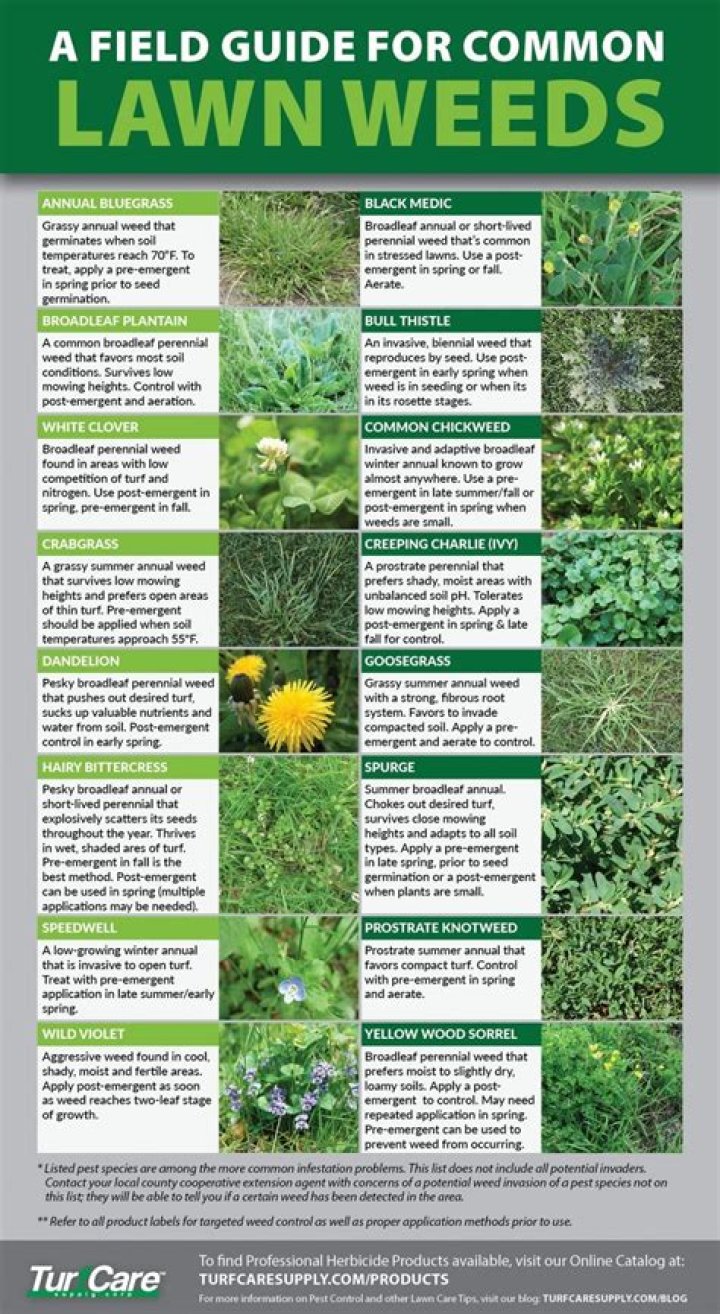 What can I use to control weeds in my lawn?
