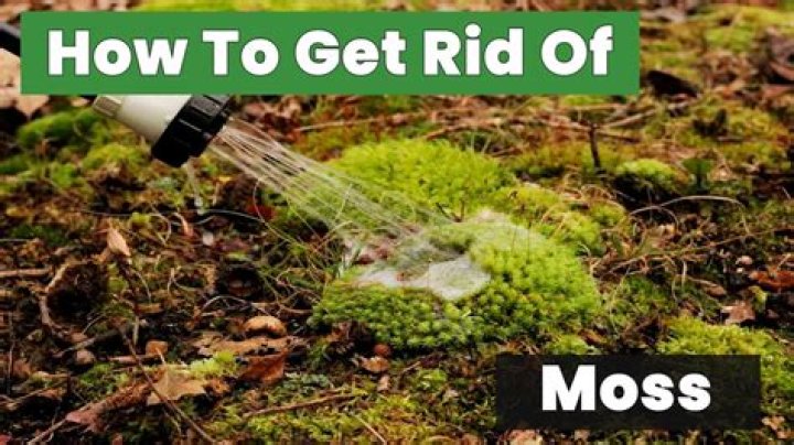 What can I use to get rid of moss on my driveway?