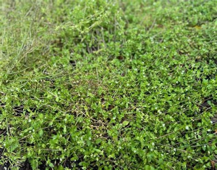 What can I use to kill chickweed in my lawn?