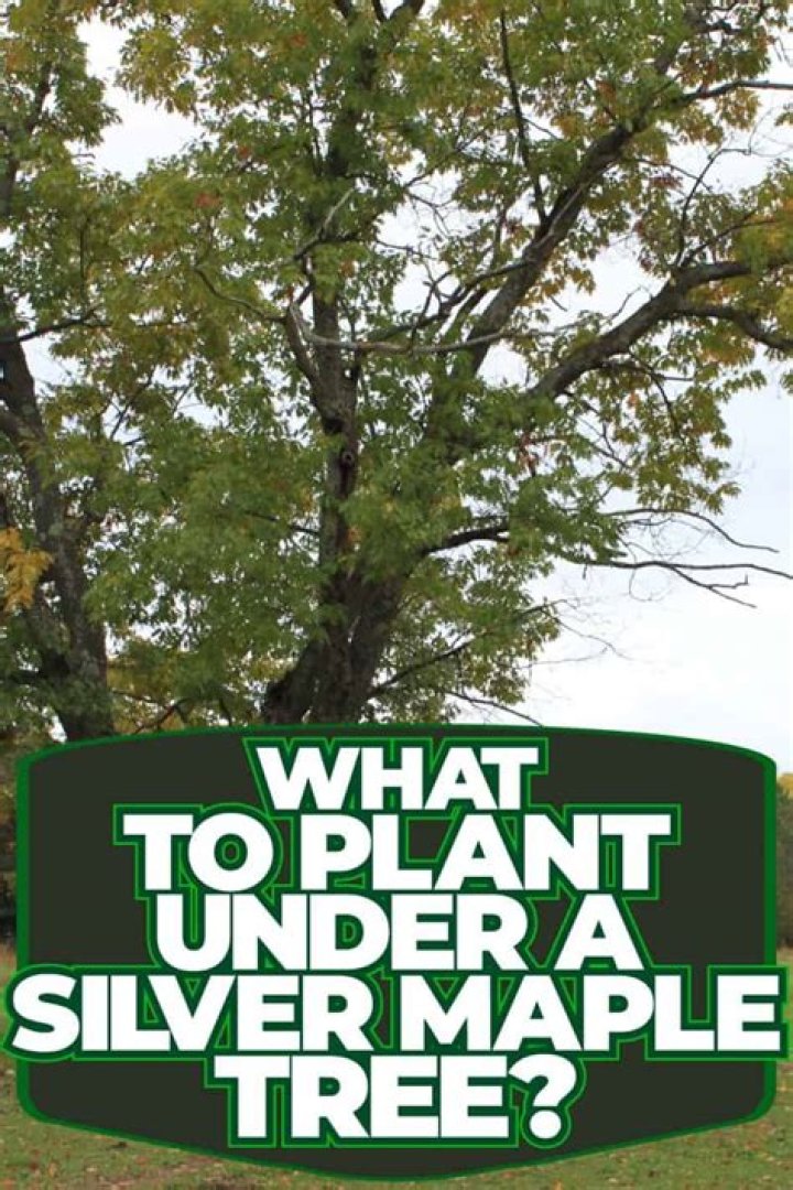 What can kill a silver maple tree?