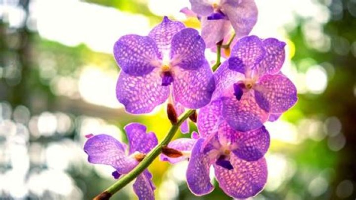 What can orchid be used for?
