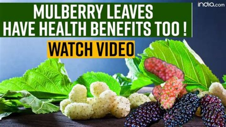 What can you do with mulberry tree leaves?