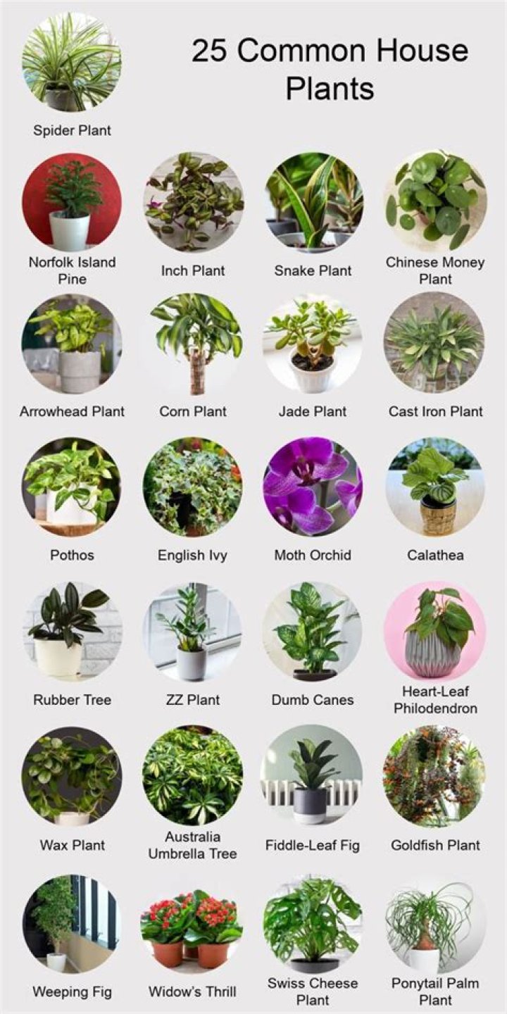 What can you plant on southwest side of house?