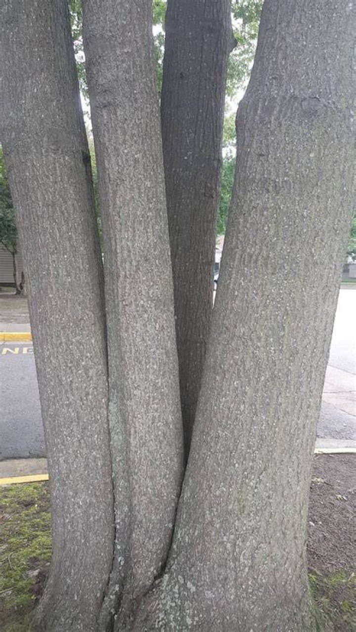 What causes a tree to split in two?