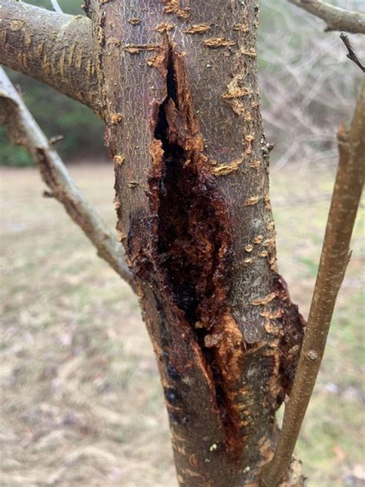 What causes bark to split on Cherry Tree?