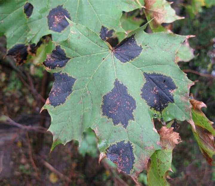 What causes black spot on maple trees?