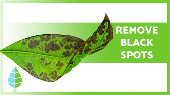 What causes black spots on leaves of trees?
