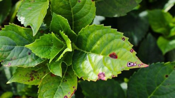 What causes brown edges on oak leaves?