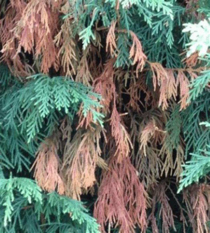What causes brown patches on Leylandii hedge?