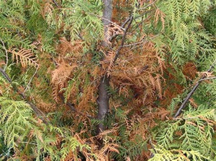 What causes cedars to turn brown?