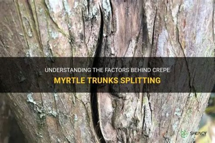 What causes crepe myrtle trunks to split?