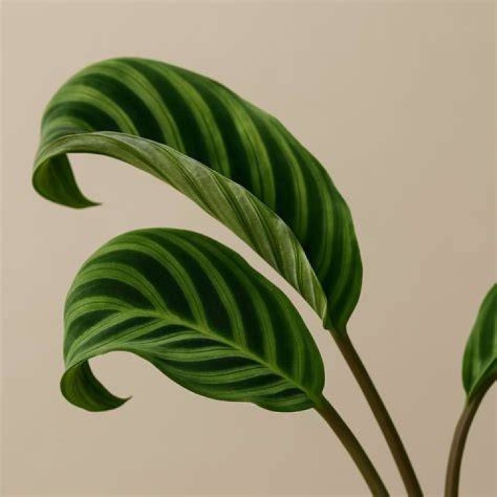 What causes cupping in leaves?