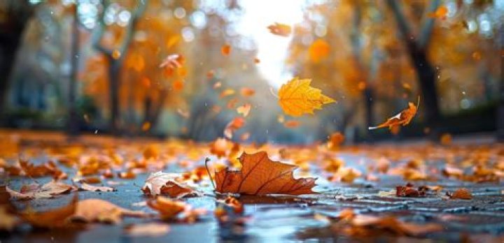 What causes falling of leaves?