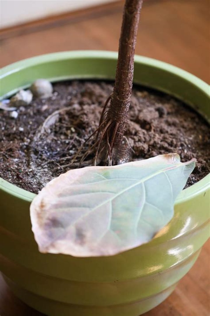 What causes ficus trees to drop leaves?