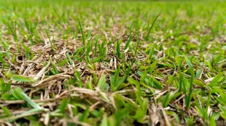 What causes grass to decompose?