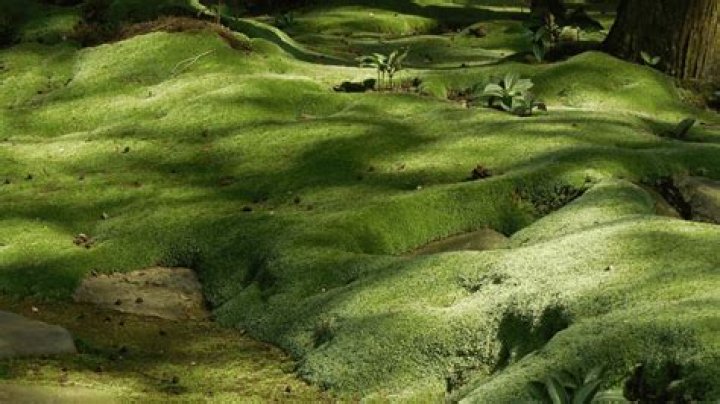 What causes moss to grow?