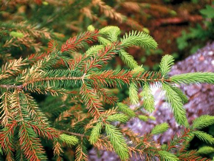 What causes needle drop on spruce trees?