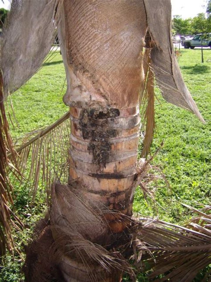 What causes palm tree trunk rot?