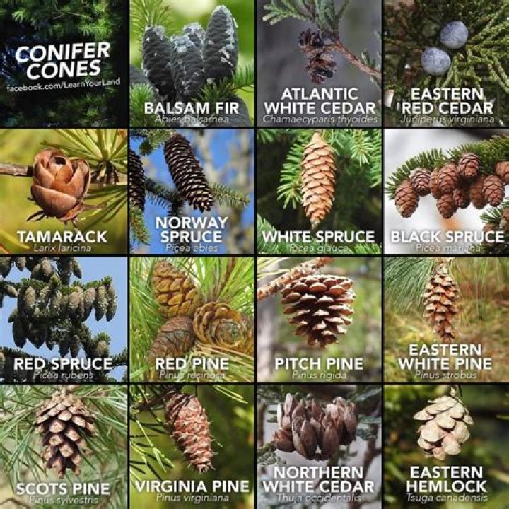 What causes pine trees to die from the top down?