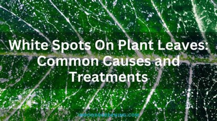 What causes purple spots on leaves?