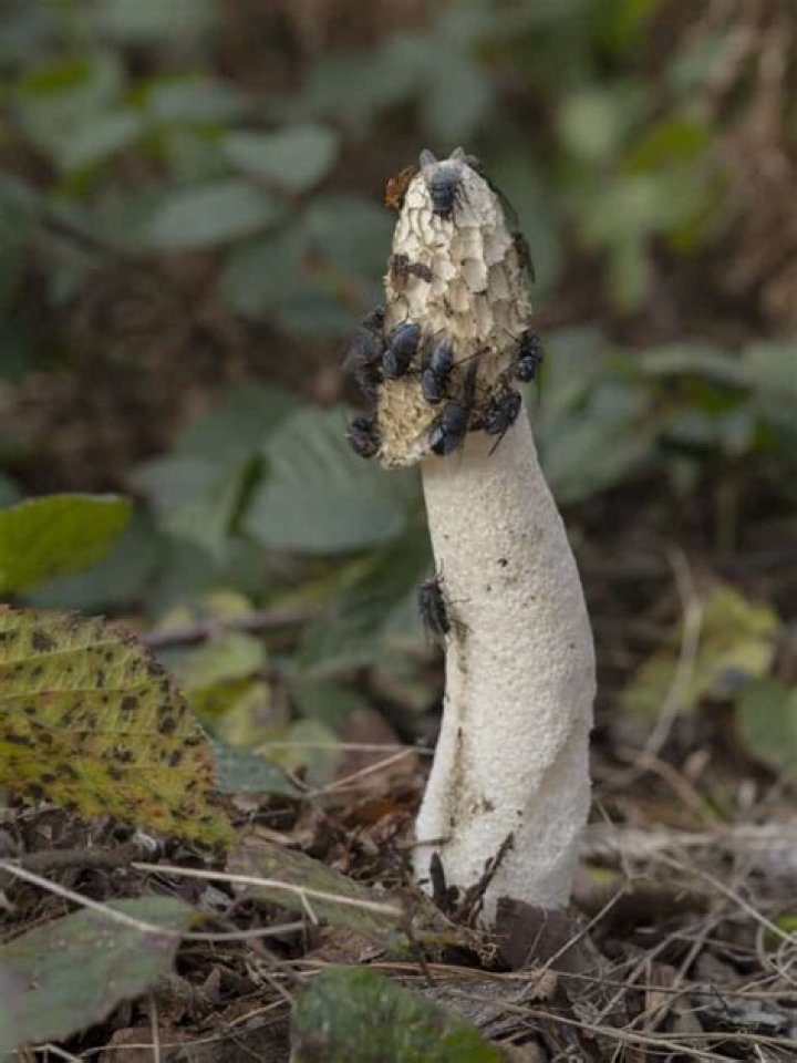 What causes stinkhorns to grow?