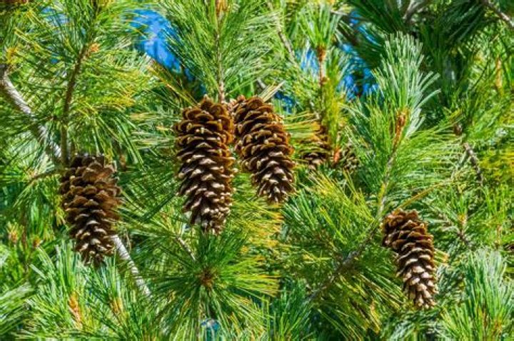 What causes the top of a pine tree to die?