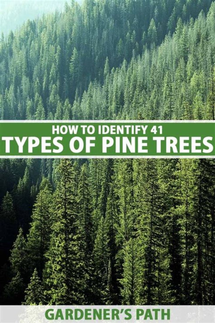 What causes the top of pine trees to die?
