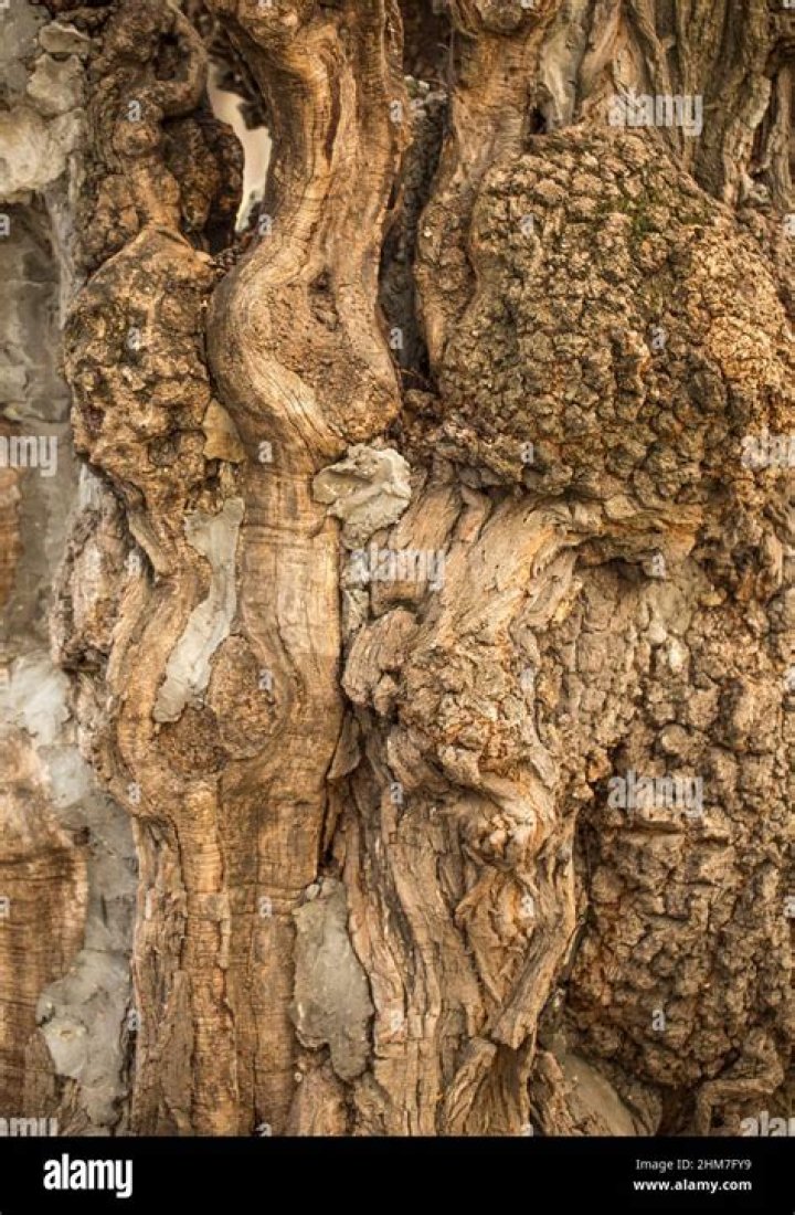 What causes vertical streaks on Wetwood tree bark?